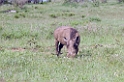Serengeti Warthog01